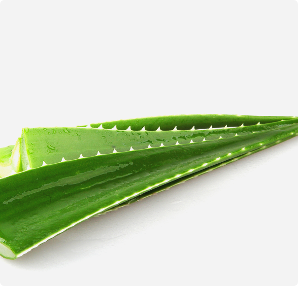 Close-up of a Aloe vera plant leaf with gel texture